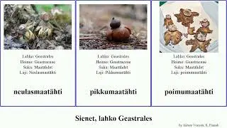 Sienet, lahko Geastrales fungus Hickory Dan napamaat&auml;hti Maat&auml;hdet Kaulusmaat&auml;hti ripsimaat&auml;hti