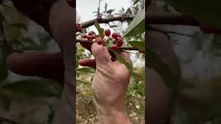 Foraging autumn olive like a bum #nature #ecology #foraging #vermont