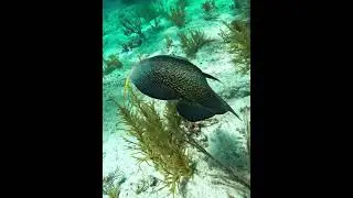 A member of famous French Angels Acuatic Team swimming sideways solo. #coralreef #underwater