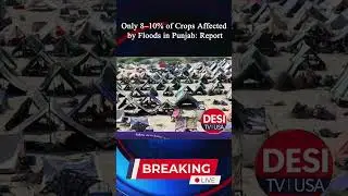 Punjab Floods Affect 8-10% Crops #shorts