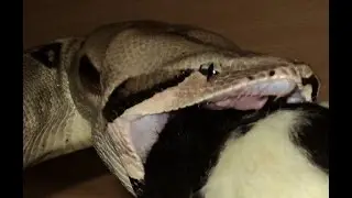 Snake Myth #1 Do snakes dislocate their jaw when eating?? Boa Constrictor