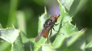 Snuitzweefvlieg Rhingia campestris poetst zichzelf