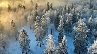 Life of the Winter Forest | Relaxing Music | Calming AI Nature Short Film