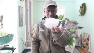 My Best Bird Came Home Dead From The Races!!! MUST SEE!!!