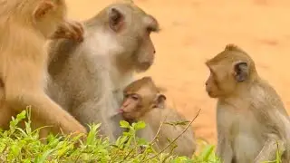 REALLY ???? JANE MONKEY MONKEY JANET | JANE GIVE MILK JANNA FEEDING NO WATCH JANET | SR TECHNIQUE