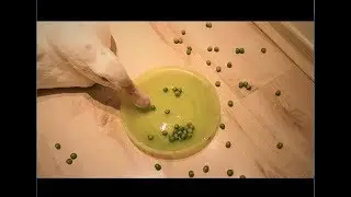 Duck says YES to Fresh Peas!