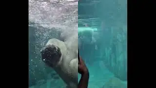 St. Louis Zoo, Missourie, USA