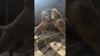 dangerous fox fight foxes fighting among themselves