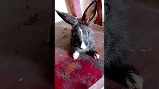Cute Bunny Dance😘❤️#shorts #rabbit #pet