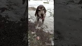 Дружок.  Финансовая помощь бездомным собачкам: 2202 2056 2556 3355- Александр К.