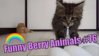 Funniest cats weekly Funny Husky Puppies Video Compilation JULY 2016 | Funny Berry Animals #76