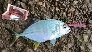 Trevally feeding frenzy caught on ultra light setup / Goa fishing / India fishing