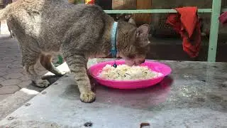 Animals eating food #cat #animaldiet #animalfeeding #cute #kitten #eatinganything