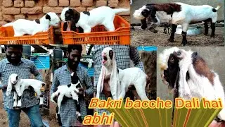 7799799649 Bakri Ne abhi bacche Dali hai Nayab quality Hyderabadi breed line Iqbal bhai hyd TS