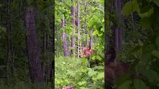 Curious Red Fox! #funnyshorts #cuteanimals #trailcam