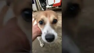 This is my dog- It's name Tony, #shorts. #viralshorts,