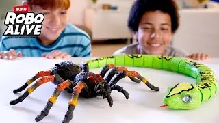 Epic pranks with King Python and Giant Tarantula!