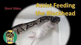 Breeding Ball Pythons; Assist Feeding the Blackhead