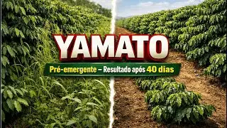 RESULTADO DO YAMATO PRÉ EMERGENTE APÓS 40 DIAS DE APLICADO