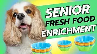 🥩 DIY Frozen Raw Food Puzzle for my Senior Cavalier King Charles Spaniel 🐶Easy Canine Enrichment!