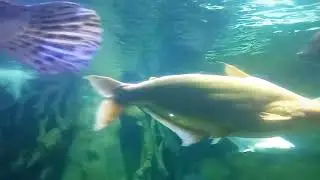 seaworld ancol 2025 | edukasi mengenal berbagai macam ikan laut #seaworldancol
