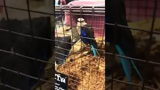 🦅 🐦 Blue Bellied Rollers &lsquo;Coracias Cyanogaster&rsquo; #shorts