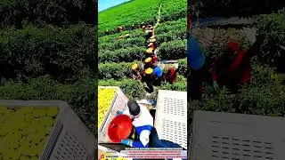 Best Innovative Harvesting Tool Manual Fruit Picking Innovation