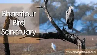 Best place in india for Birds watching | Bharatpur Bird Sanctuary Rajasthan