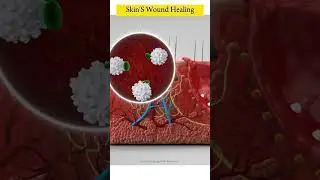 Skin's wound healing Animation #shorts #medical