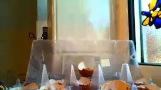 Lab_13 Cress Timelapse