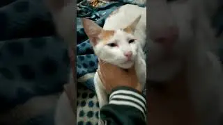 Kuchi Kuchi Kuu ❤️ #cat #shorts #trending