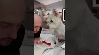 Pan Hektor w potrzebie 😂#panhektor#westhighlandwhiteterrier#