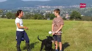 Coupe du Monde chien de berger et Bouviers des Flandres