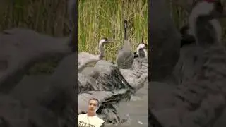 crane/ журавля #wildlife #animals #movie #animalworld #nature #вмиреживотных #salimov #новости