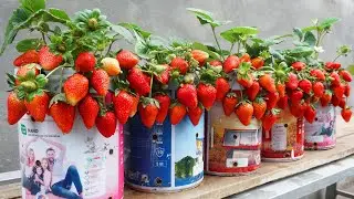 Shocked by how to grow strawberries in tiny plastic containers but the fruit is too much