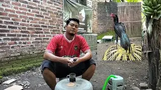 TANYA JAWAB SEPUTAR AYAM LARKUMBANG , PART 1