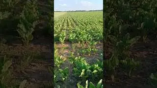 Salat 🥗 field in Front of Home | travel