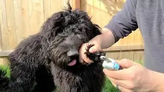 Dog & Cat Pets Nail Clippers and Trimmers - with Safety Guard to Avoid Over Cutting