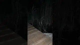 Late night visitors