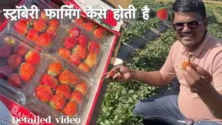  Strawberry 🍓||स्ट्रॉबेरी फार्मिंग||@mahendragamit vlogs 