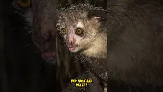 Why do Aye-ayes bring bad luck and death?