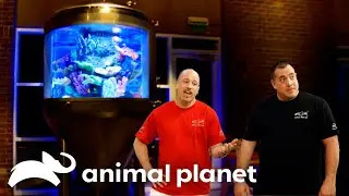 Crazy Fermenter Turned Fish Tank! | Tanked | Animal Planet