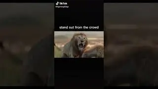 Wolves Vs Lion