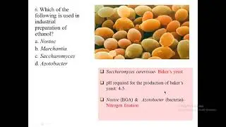 BOTANY FREE QAD| PLANT KINGDOM | BISMITA KHATIWADA MAM