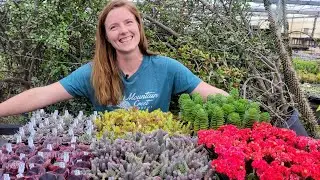 Top Succulents RIGHT NOW | MCG in the Greenhouse