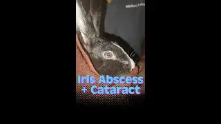 Iris Abscess & Cataract in a Rabbit | The Eye Vet - Episode 79