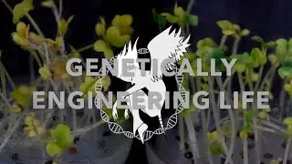 HOW TO GENETICALLY ENGINEER LIFE  - PLANT AGROBACTERIUM GENOME EDITING AND TISSUE CULTURE   [PART 1]