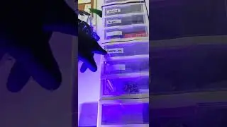 МИКРОБЫ ПОД МИКРОСКОПОМ