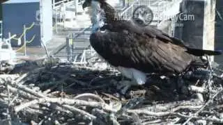 Alcoa Ospreys  'An Errant 'PS' & Oliveea Will Need A Bath!  8:50 am EDT    _5.13.13_