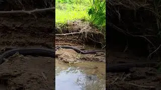 Giant Snake Slithers Along Riverbank 🐍🌿 Wild & Majestic! #ViralShorts #SnakeInWild #NatureIsBrutal